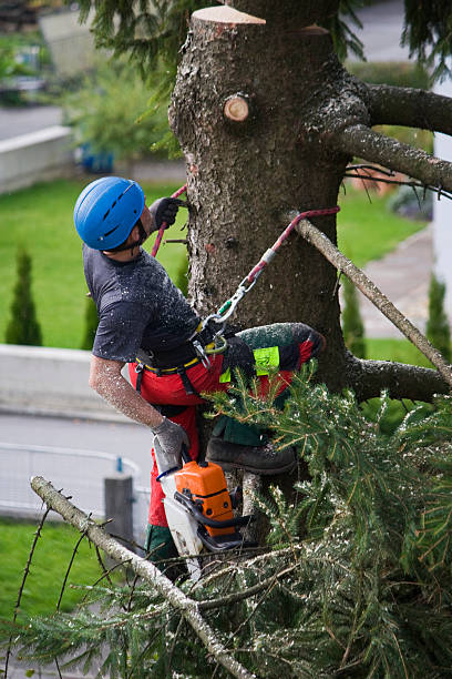 Lawn Drainage Solutions in Tieton, WA